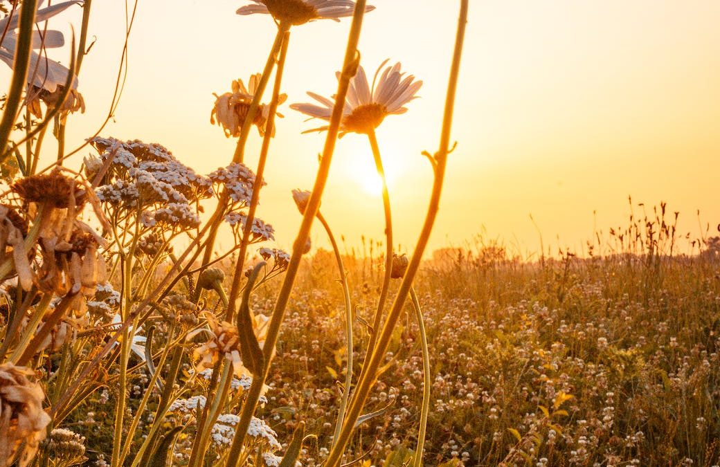 Before the Day Comes