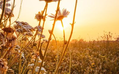 Before the Day Comes