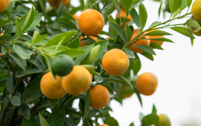 You are Precious Fruit and More